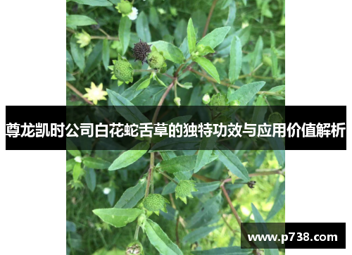 尊龙凯时公司白花蛇舌草的独特功效与应用价值解析