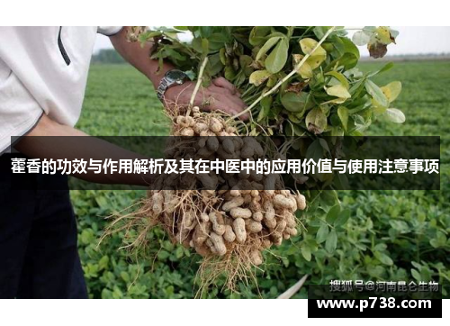 藿香的功效与作用解析及其在中医中的应用价值与使用注意事项